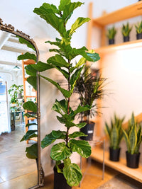 Fiddle Leaf Fig (Ficus lyrata)