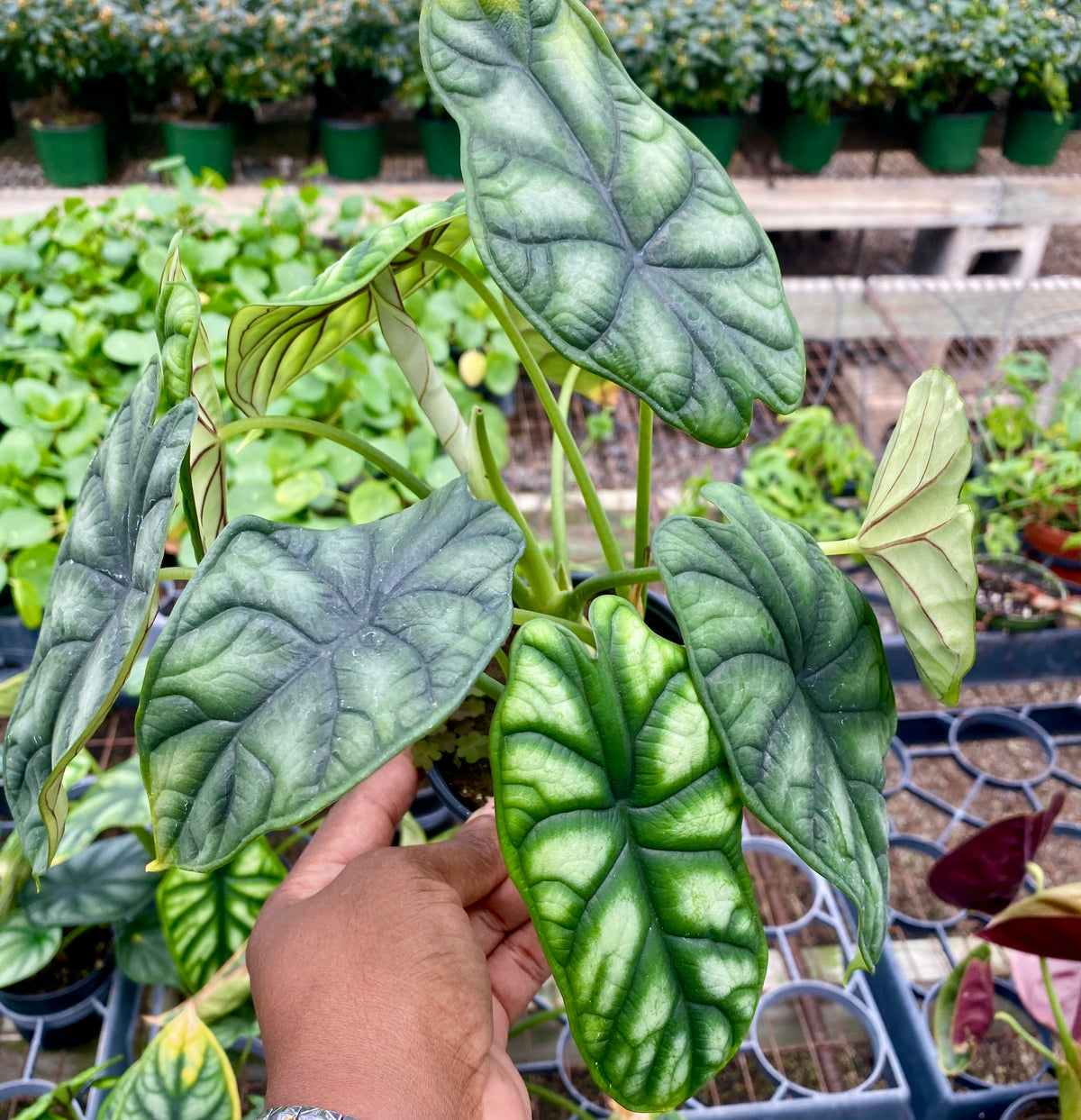 4" Alocasia Dragon Scale (FULL)