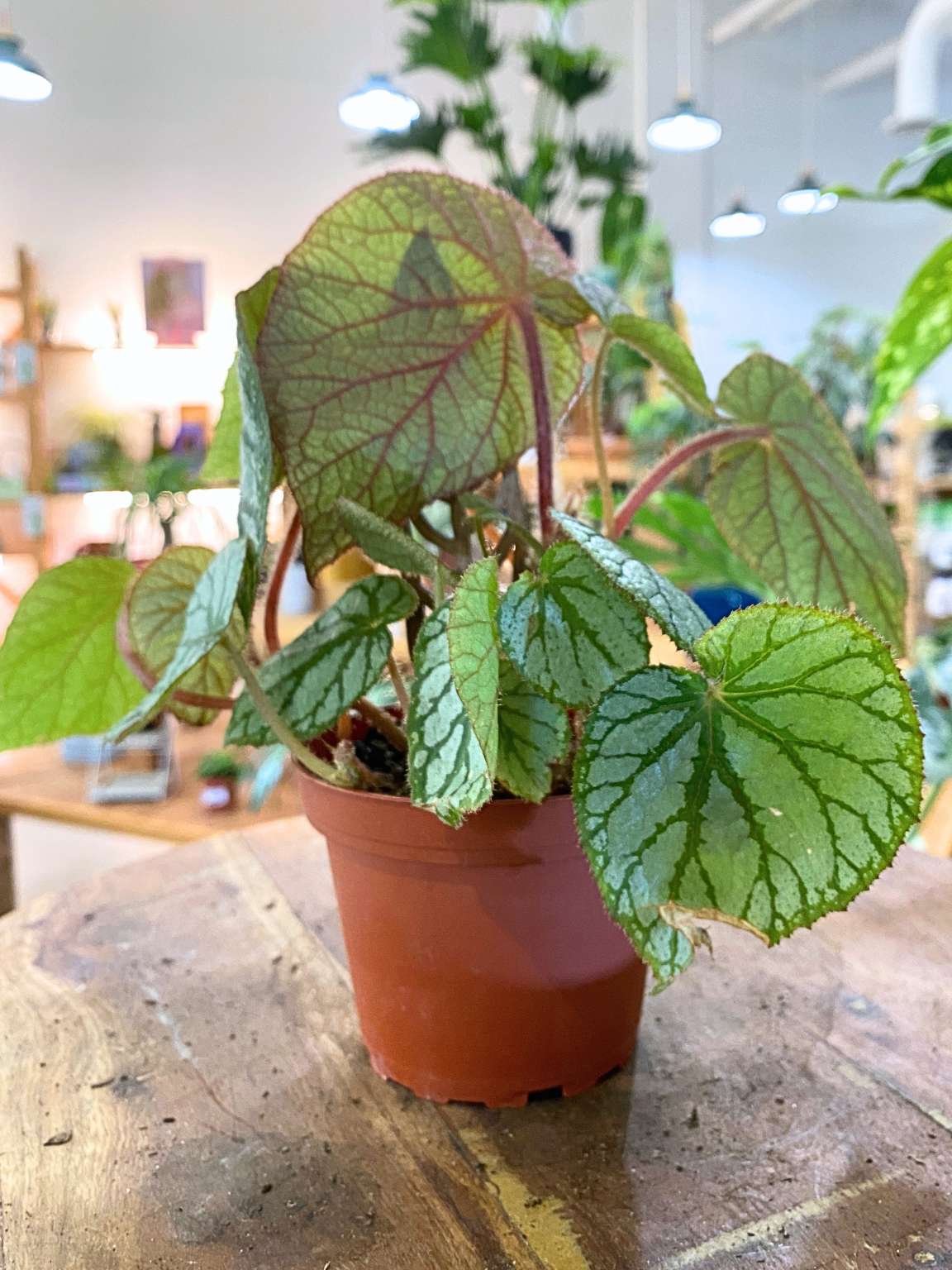 Rhizomatous Begonia 'U400'