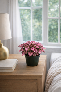 Pink Hypoestes (Polka Dot Plant)