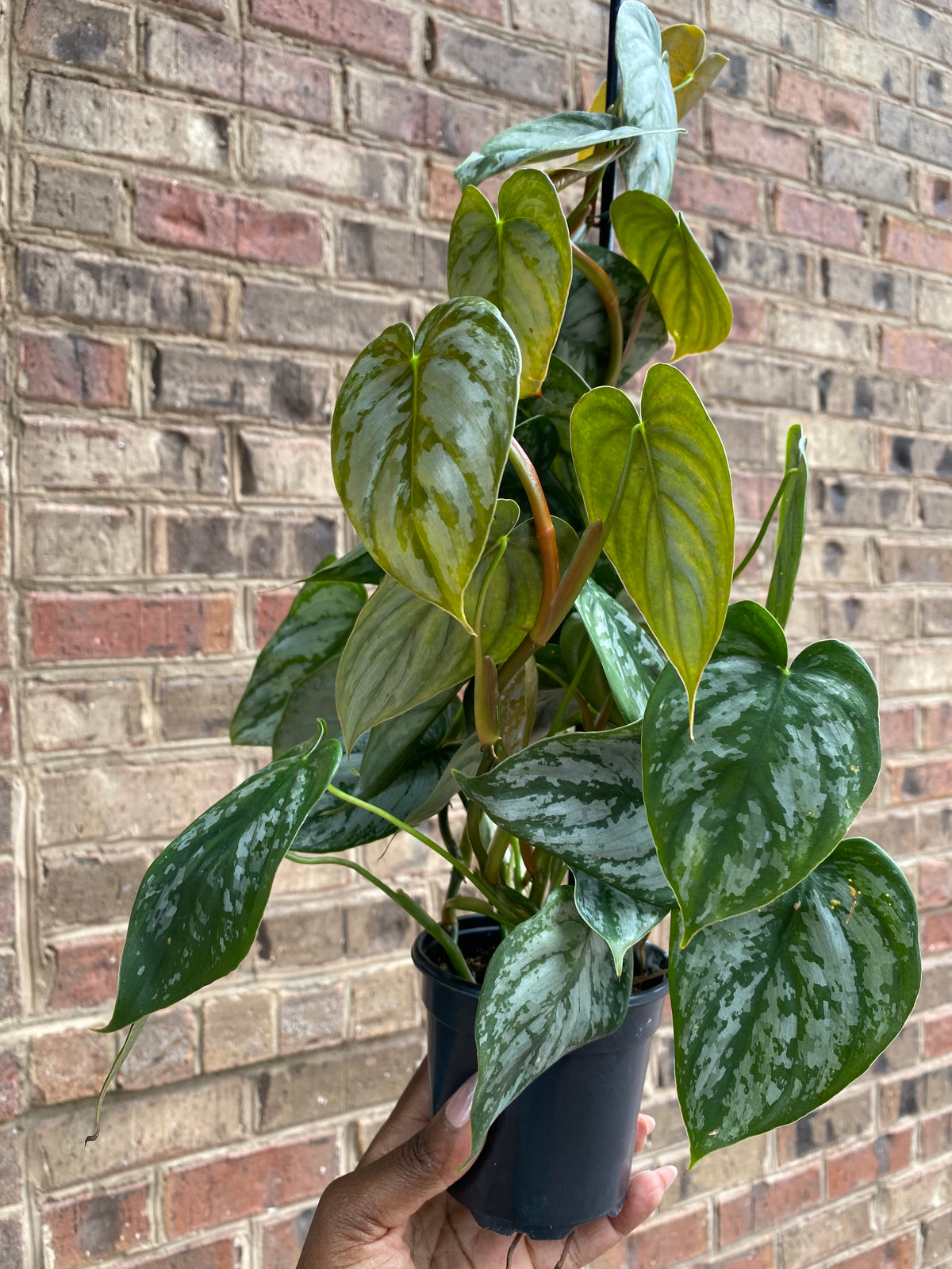 4" Philodendron Brandtianum