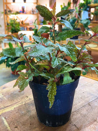Polka Dot Begonia