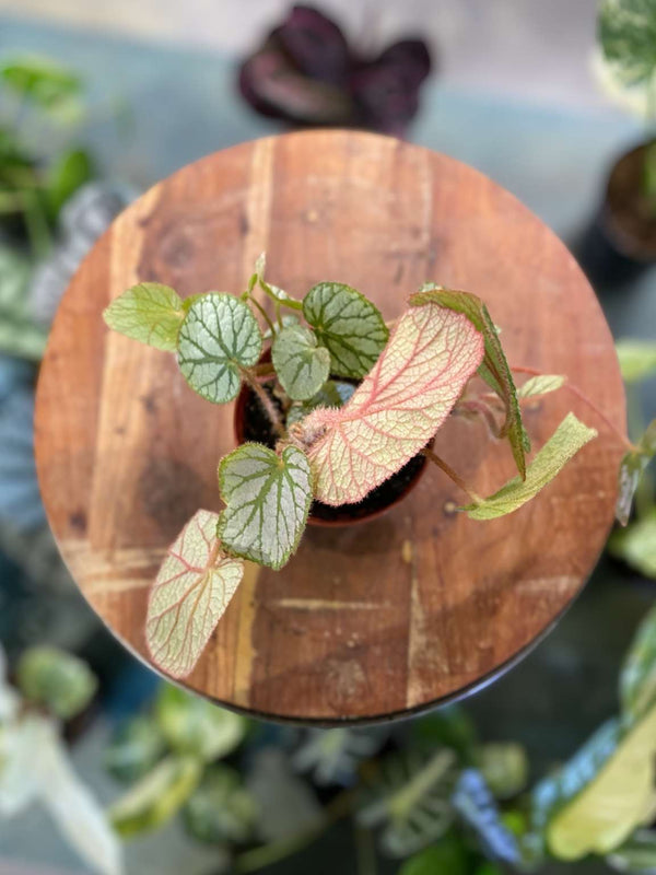 Rhizomatous Begonia 'U400'