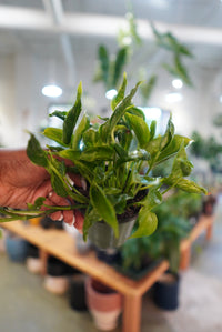 4" Shangri-La Twisted Pothos (Sleeping Pothos)