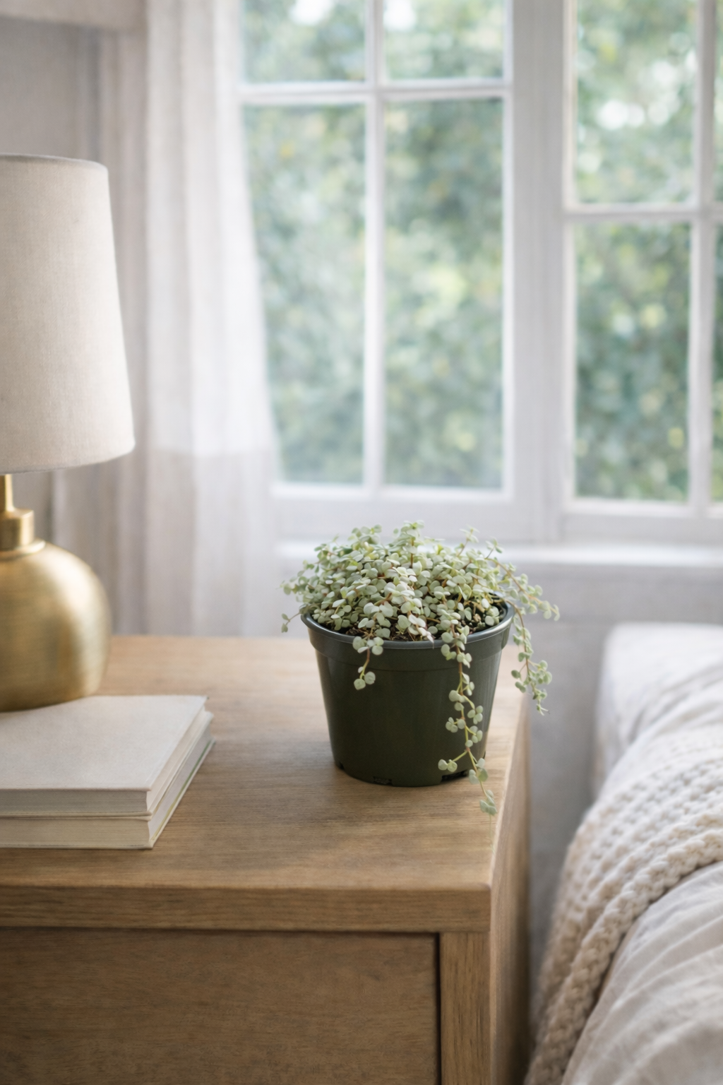 4" String of Baby Tears