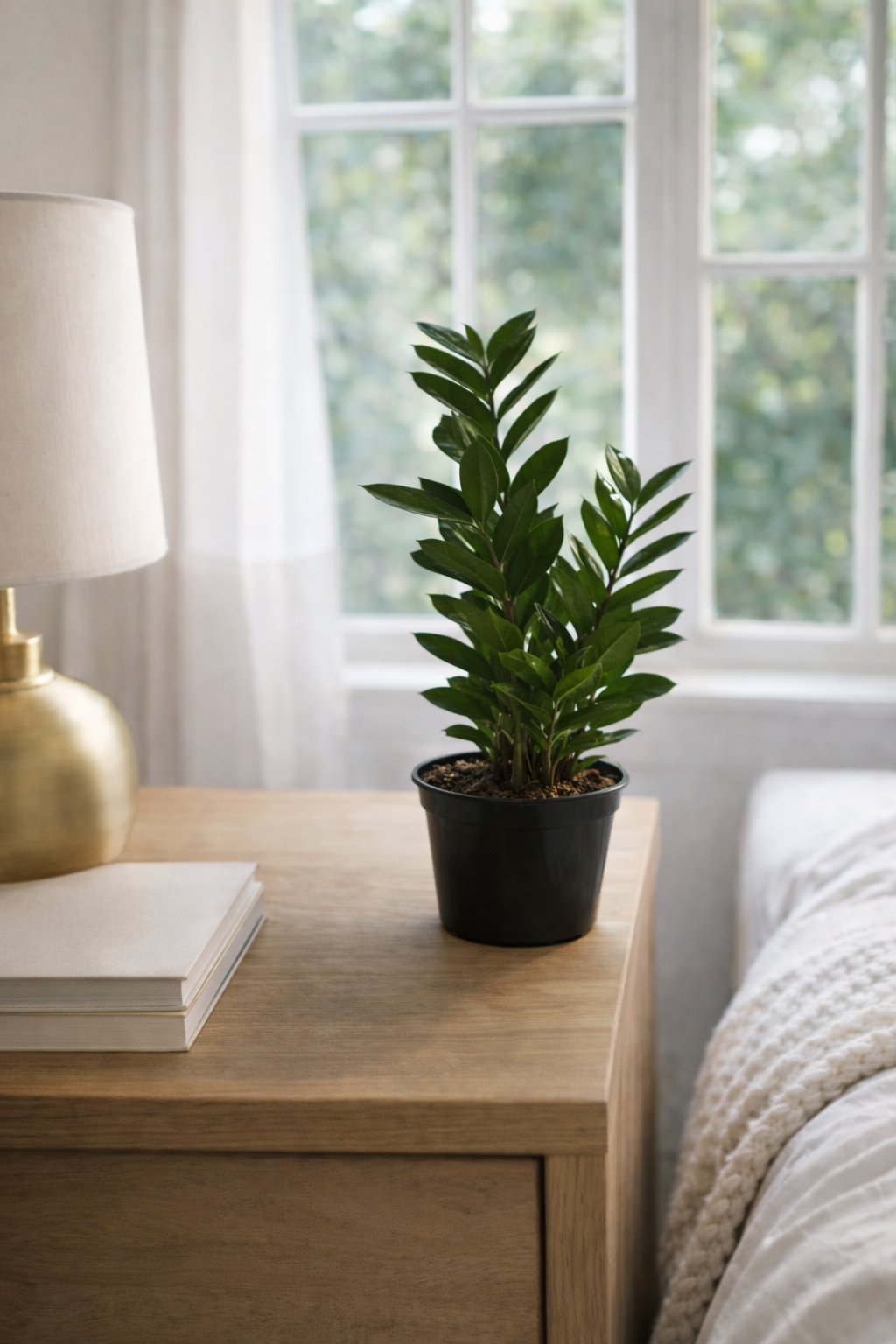 5" Zamioculcas Zamiifolia