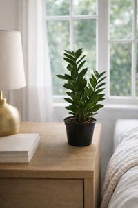 5" Zamioculcas Zamiifolia