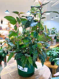 Polka Dot Begonia