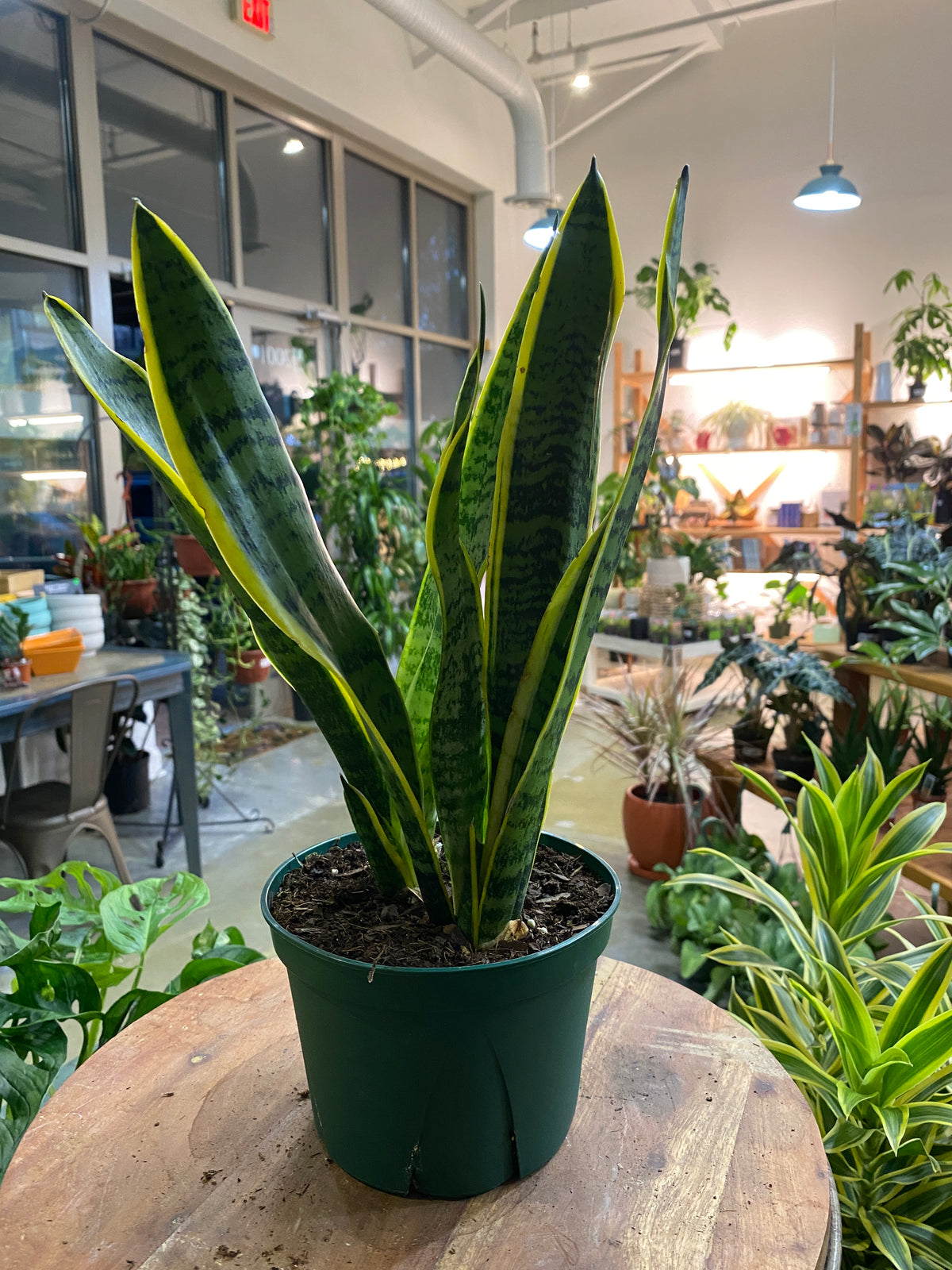 Sansevieria Laurentii
