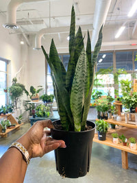 Sansevieria Zeylanica (Snake Plant)