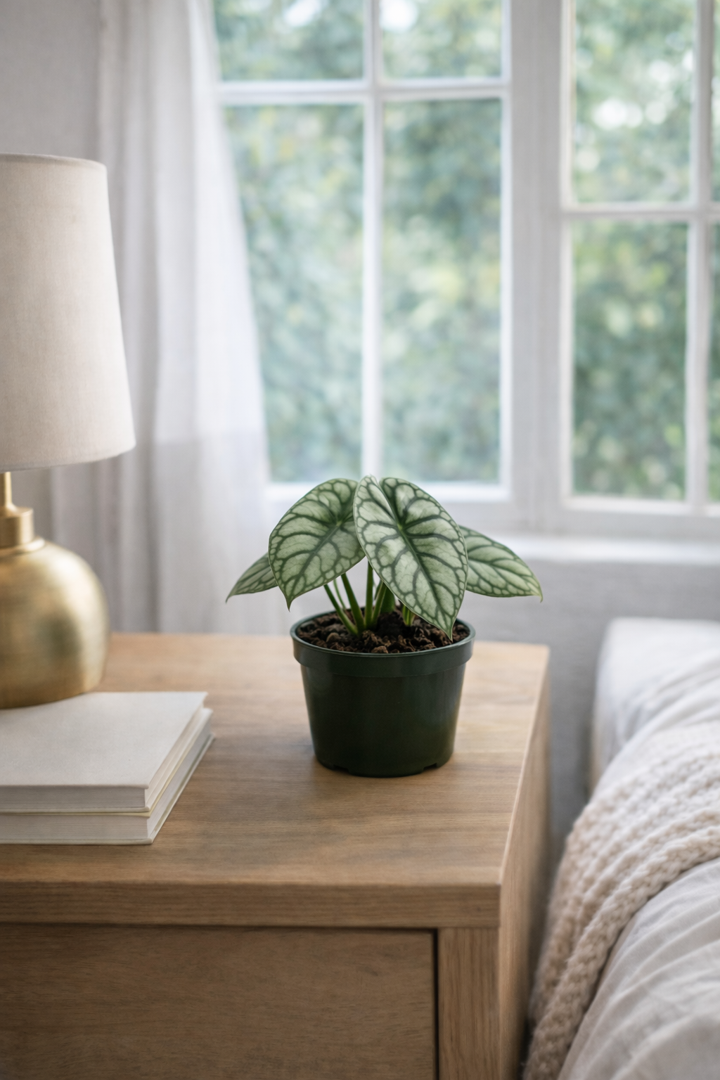 4" Alocasia Dragon Scale (FULL)