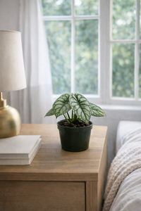 4" Alocasia Dragon Scale (FULL)