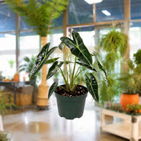 Alocasia Bambino