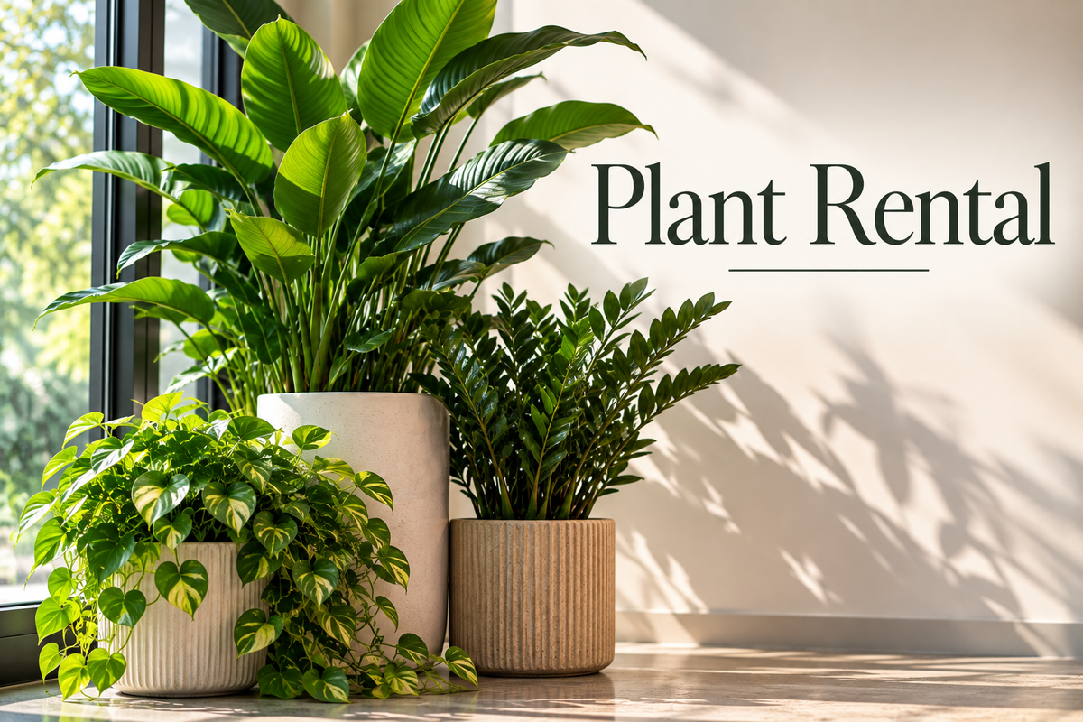 Plant Rental | Recurring Service