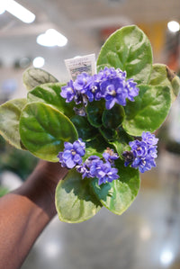 4.5 African Violet