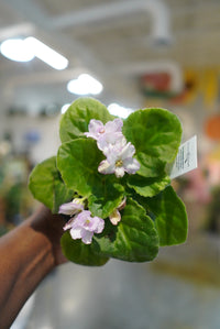 4.5 African Violet
