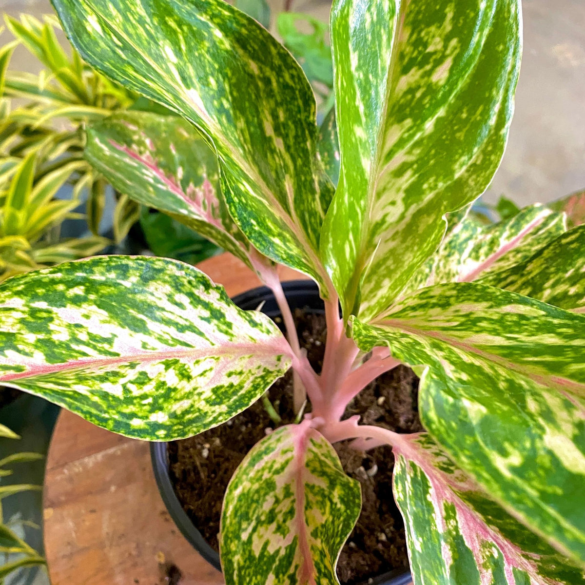 Aglaonema 'Sparkling Sarah' (Pink Chinese Evergreen)