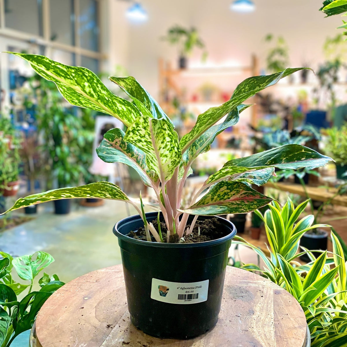 Aglaonema 'Sparkling Sarah' (Pink Chinese Evergreen)