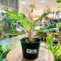 Aglaonema 'Sparkling Sarah' (Pink Chinese Evergreen)