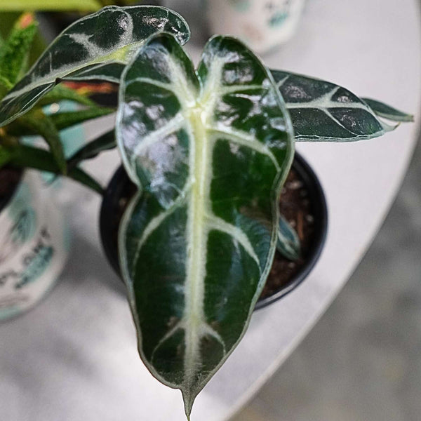 Alocasia Bambino (4")