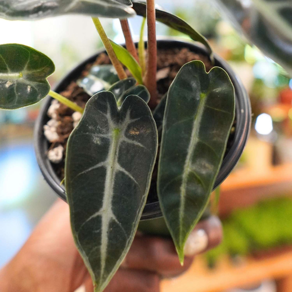 Alocasia Bambino (4")