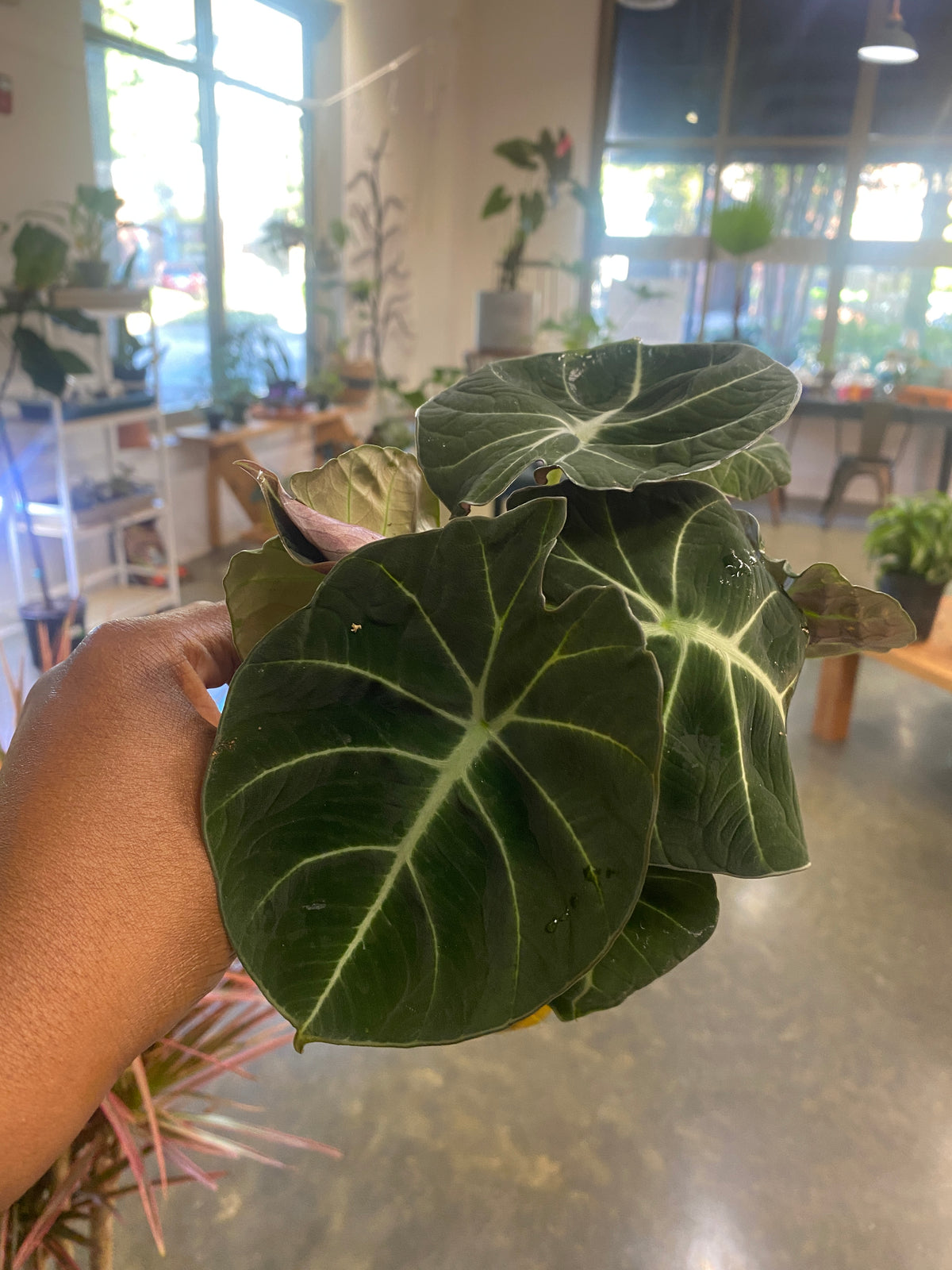 Alocasia Black Velvet