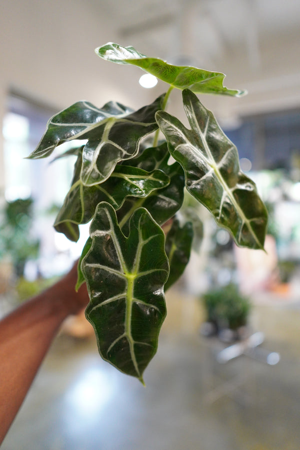Alocasia Polly (African Mask)