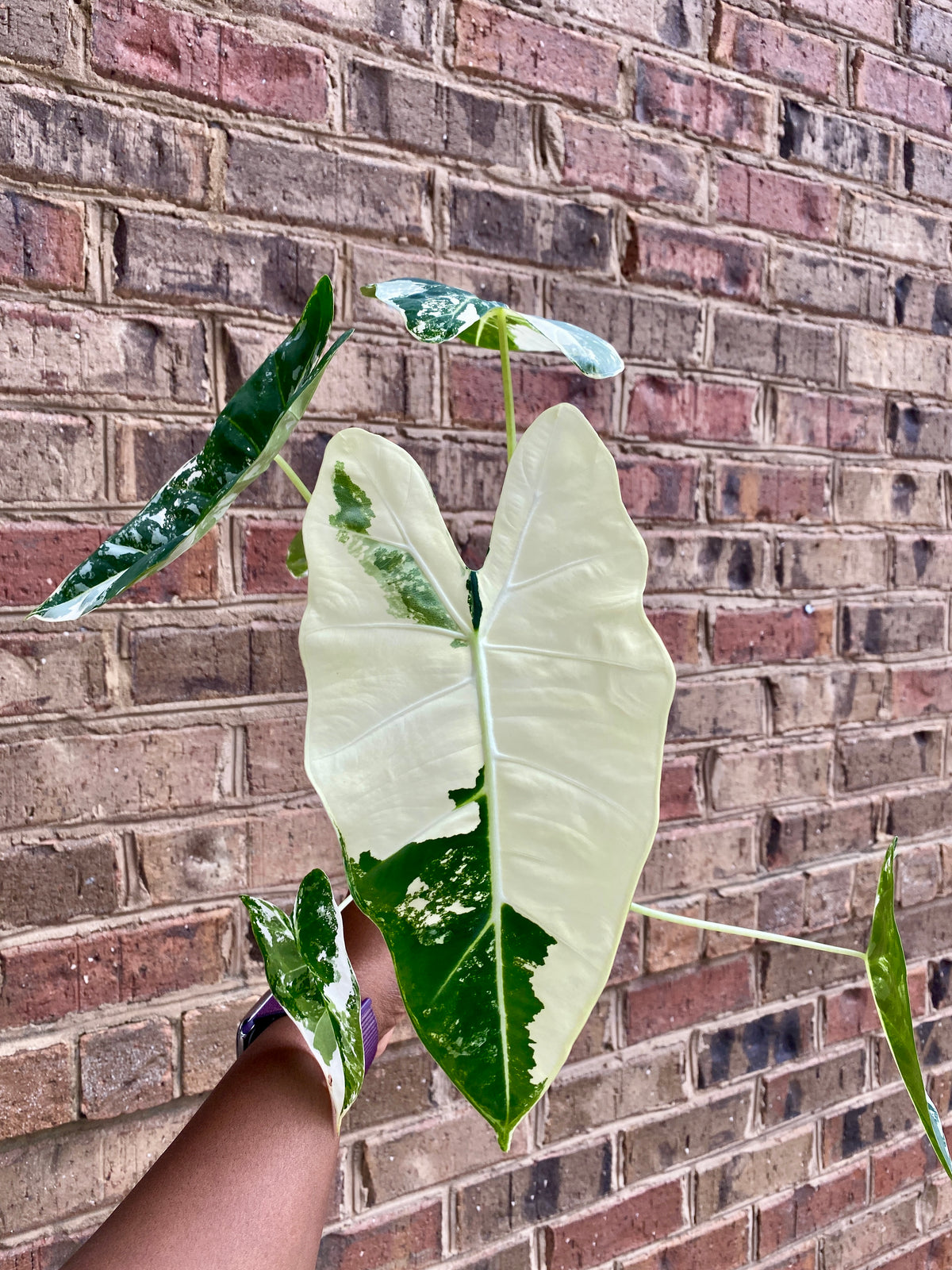 Variegated Alocasia