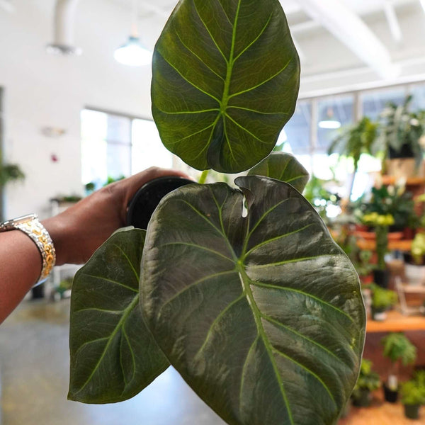 Alocasia Regal Shield (4")