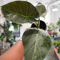Alocasia Regal Shield (4")