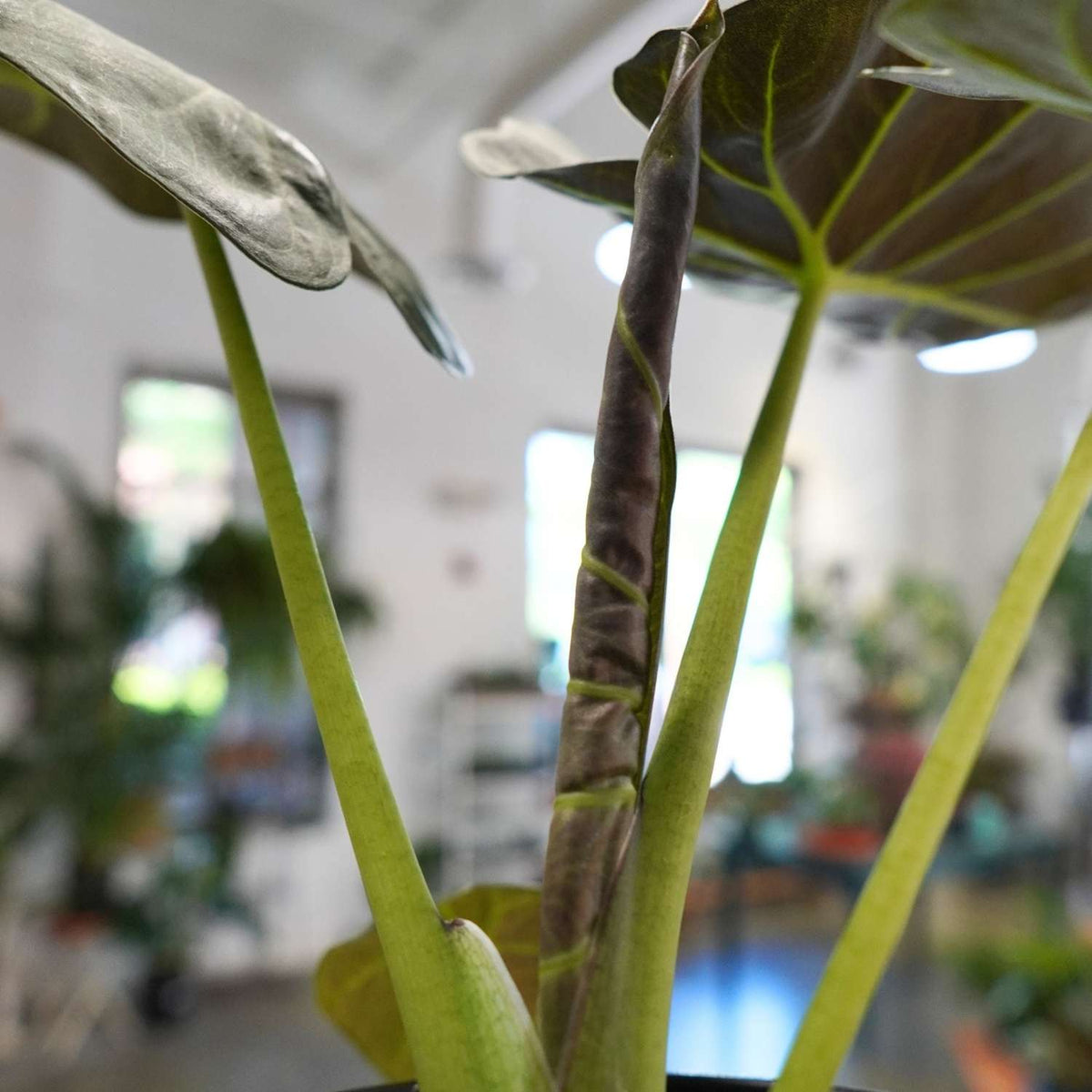 Alocasia Regal Shield (4")