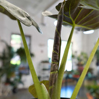 Alocasia Regal Shield (4")