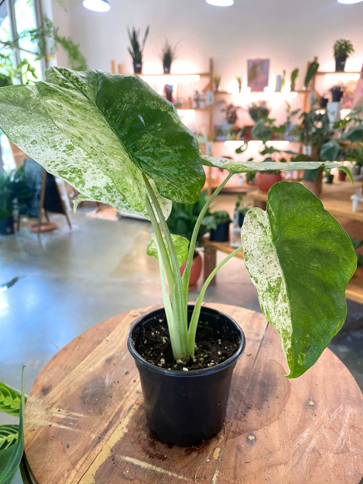 Alocasia Blizzard 4"