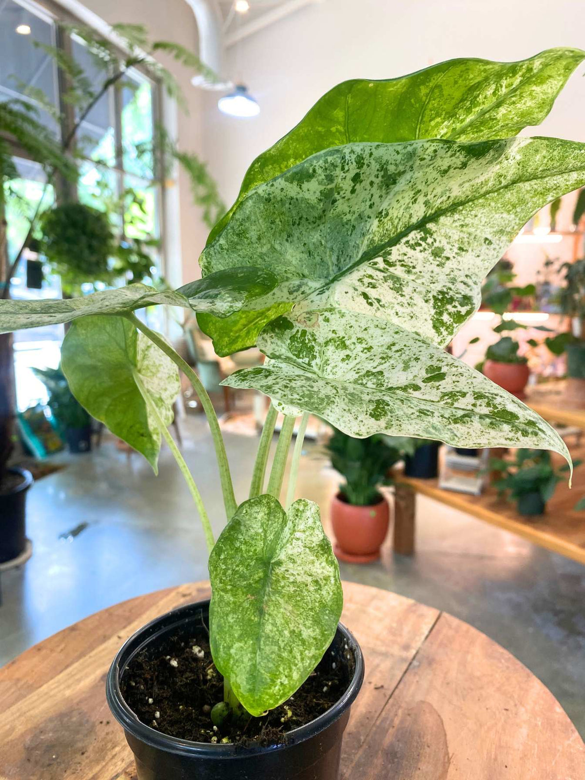 Alocasia Blizzard 4"