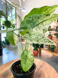 Alocasia Blizzard 4"