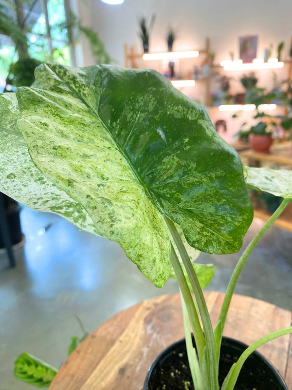 Alocasia Blizzard