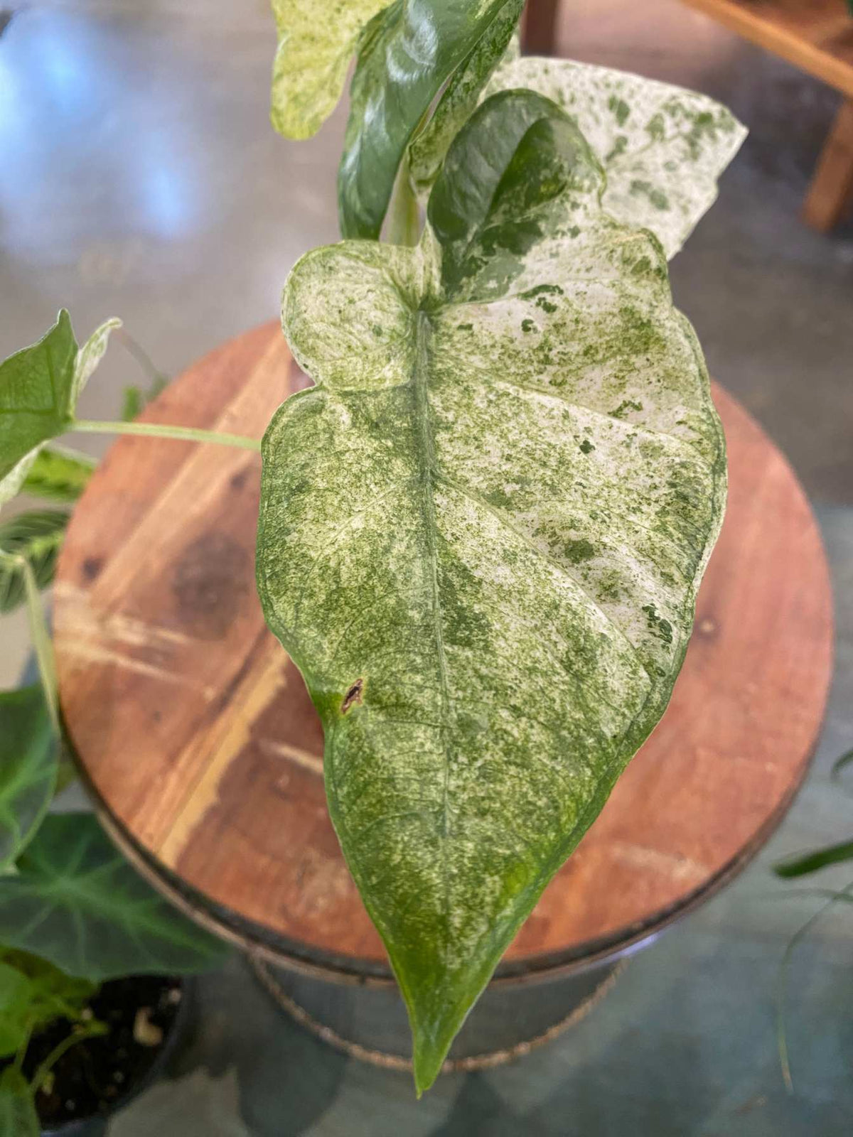 Alocasia Blizzard 4"