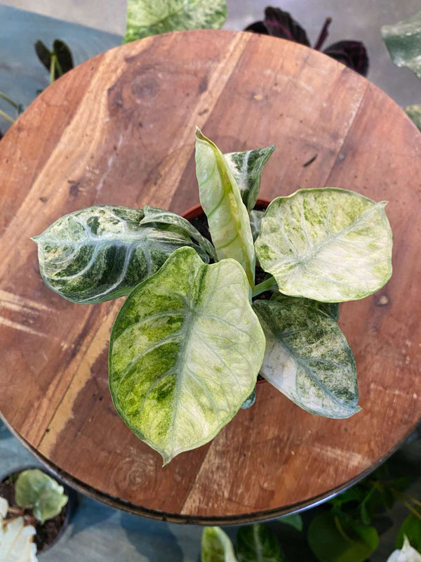 Alocasia 'Ninja' Tricolor