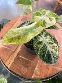 Alocasia 'Ninja' Tricolor