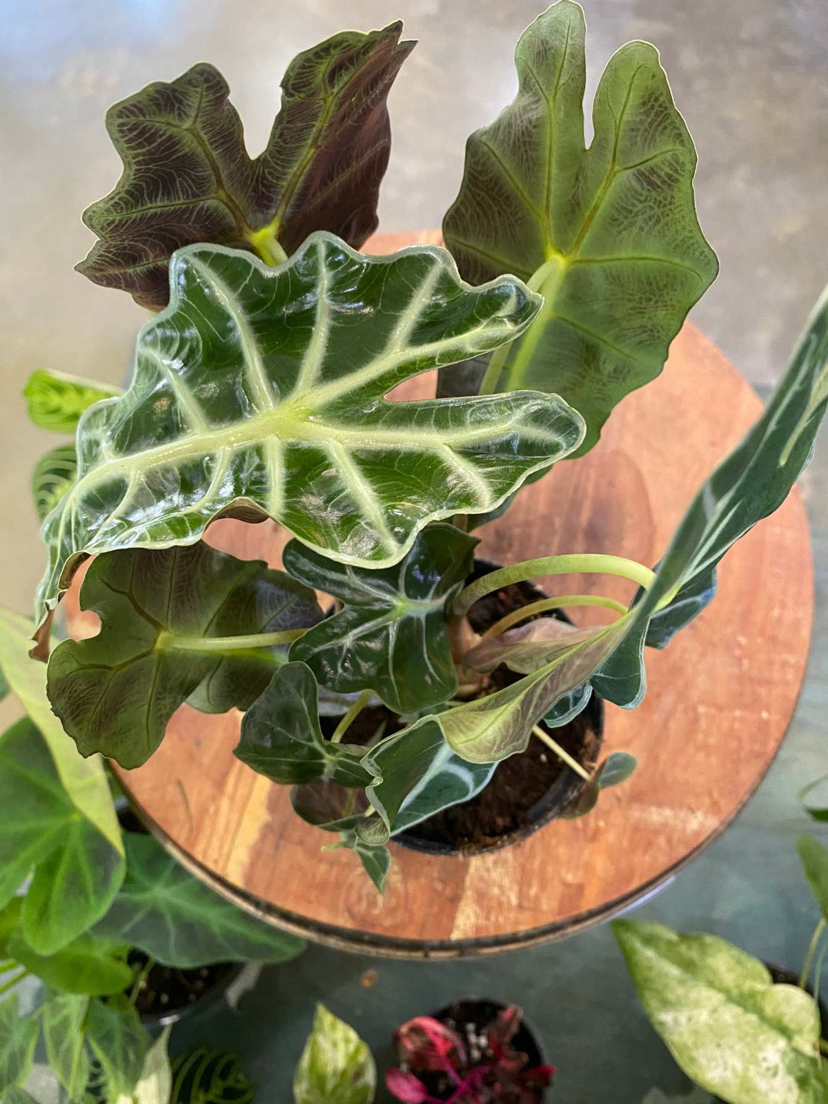 A potted Alocasia plant with glossy dark green leaves featuring prominent pale green veins and some reddish-purple variegation, displayed on a round wooden riser.