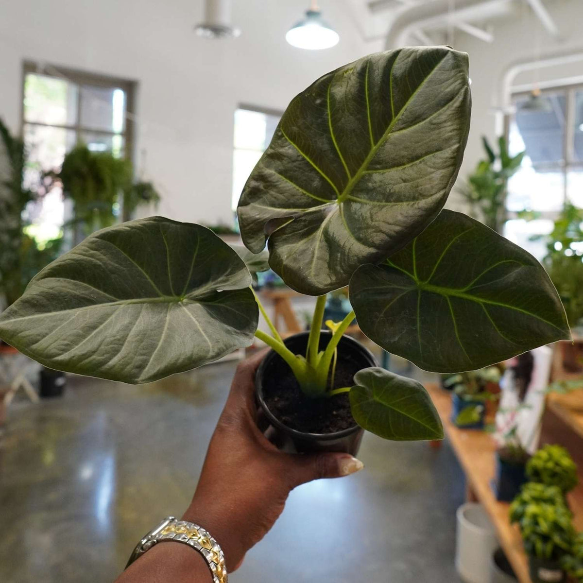 Alocasia Regal Shield (4")
