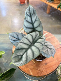 Alocasia Silver Dragon