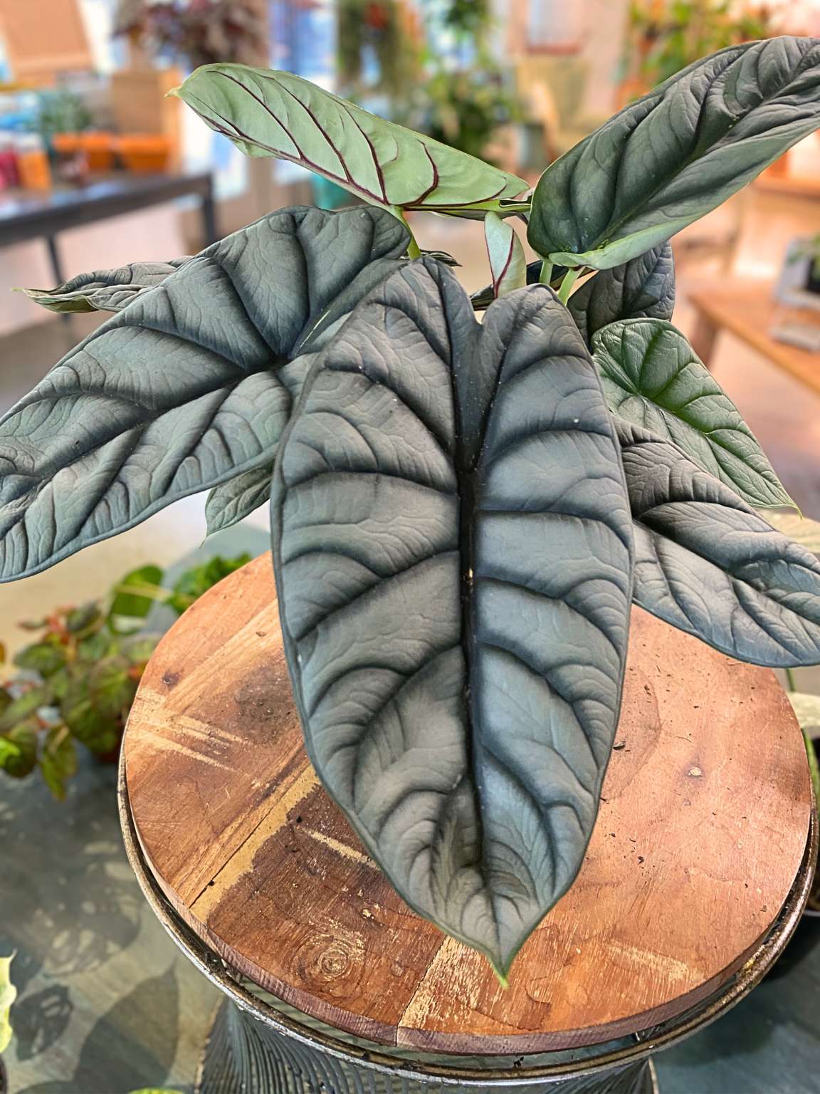 Alocasia Silver Dragon