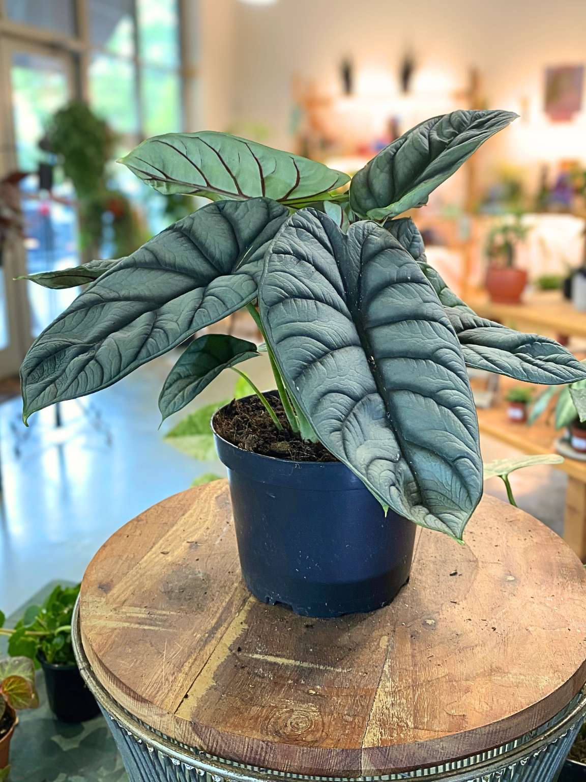 Alocasia Silver Dragon