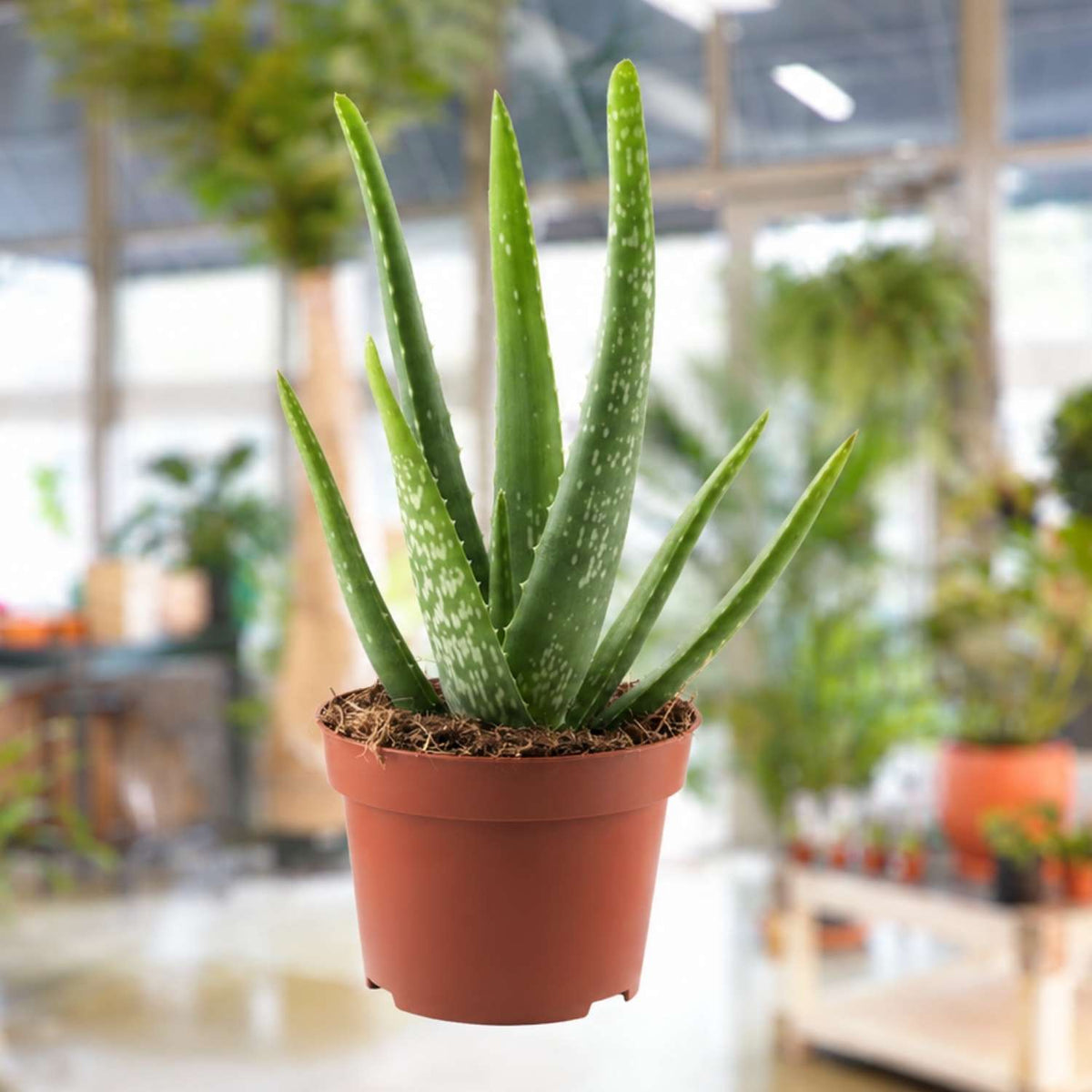 Aloe Vera