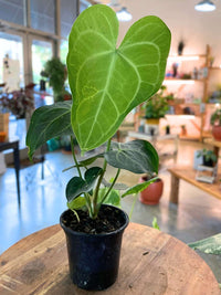 Anthurium Clarinervium