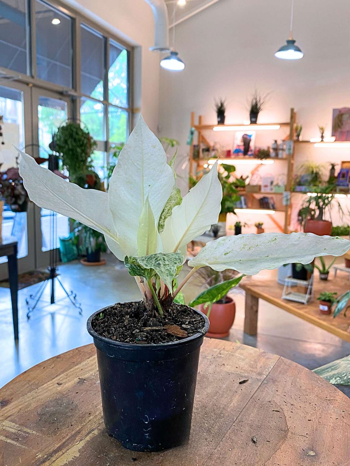 Anthurium Hookeri Variegated