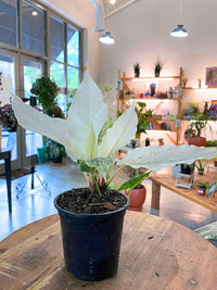 Anthurium Hookeri Variegated