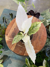 Anthurium Hookeri Variegated
