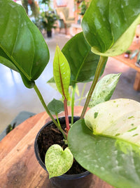 Anthurium Hookeri Variegated